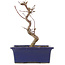 Acer palmatum Deshojo, 19,5 cm, ± 5 Jahre alt