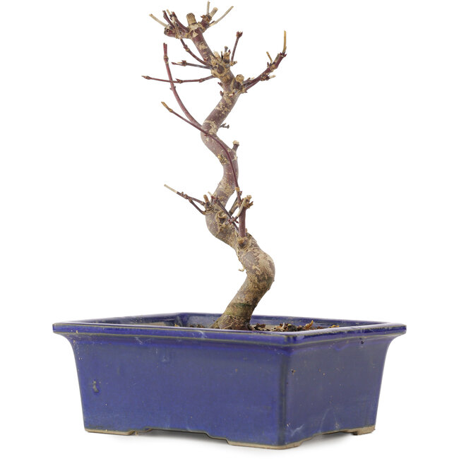 Acer palmatum Deshojo, 19,5 cm, ± 5 años