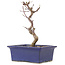 Acer palmatum Deshojo, 19,5 cm, ± 5 anni