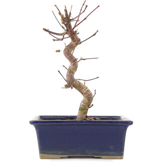 Acer palmatum Deshojo, 20 cm, ± 5 años