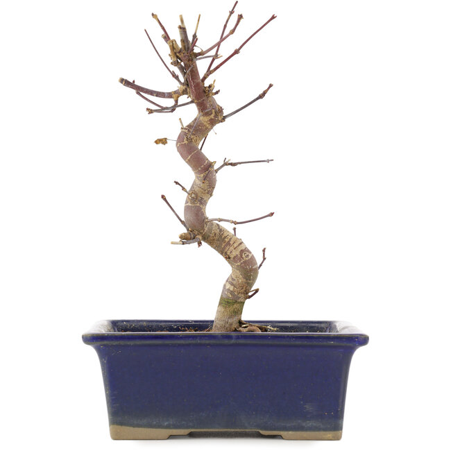 Acer palmatum Deshojo, 20 cm, ± 5 years old