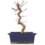 Acer palmatum Deshojo, 20 cm, ± 5 Jahre alt