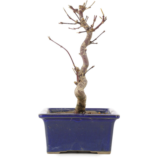 Acer palmatum Deshojo, 19,5 cm, ± 5 Jahre alt