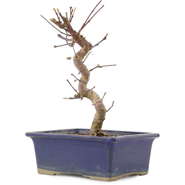 Acer palmatum Deshojo, 20 cm, ± 5 ans