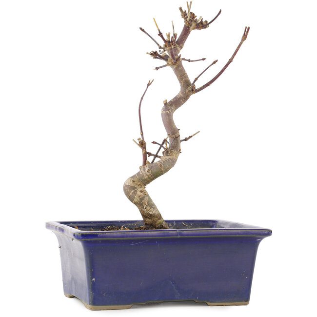 Acer palmatum Deshojo, 19,5 cm, ± 5 Jahre alt