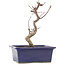 Acer palmatum Deshojo, 19,5 cm, ± 5 years old