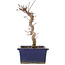 Acer palmatum Deshojo, 20 cm, ± 5 Jahre alt