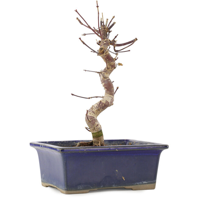 Acer palmatum Deshojo, 20 cm, ± 5 years old