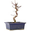 Acer palmatum Deshojo, 20 cm, ± 5 Jahre alt