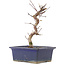 Acer palmatum Deshojo, 20 cm, ± 5 Jahre alt