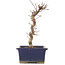 Acer palmatum Deshojo, 20 cm, ± 5 Jahre alt