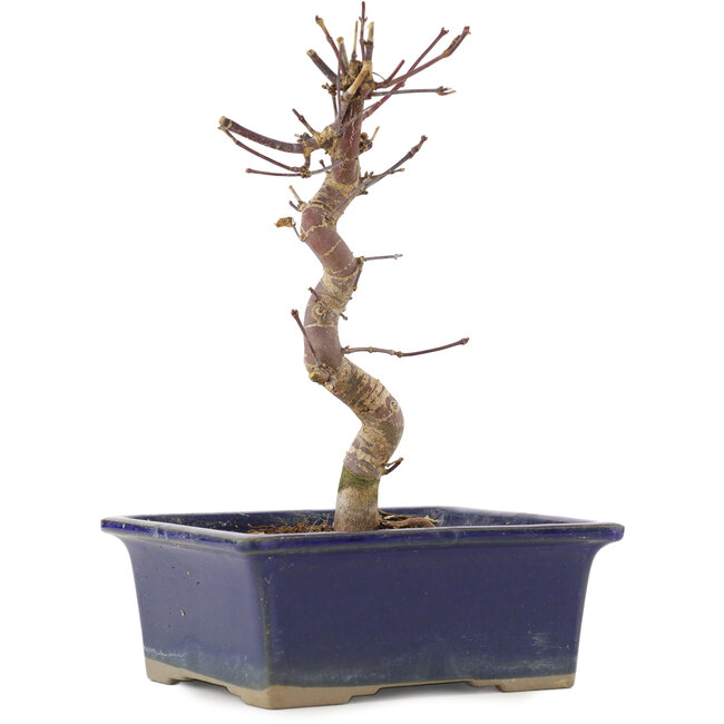 Acer palmatum Deshojo, 20 cm, ± 5 jaar oud