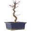 Acer palmatum Deshojo, 20 cm, ± 5 Jahre alt