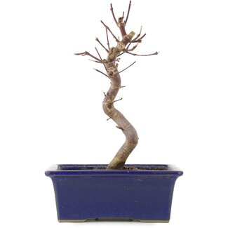 Acer palmatum Deshojo, 21,5 cm, ± 5 Jahre alt