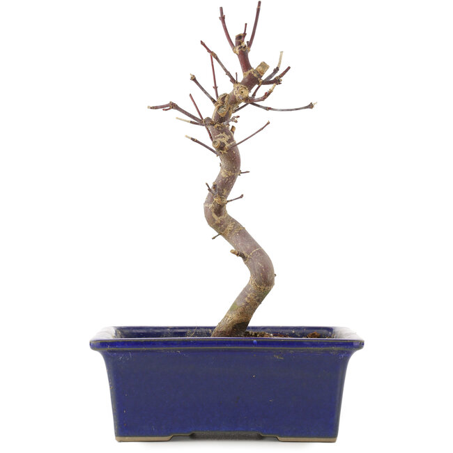 Acer palmatum Deshojo, 21,5 cm, ± 5 anni