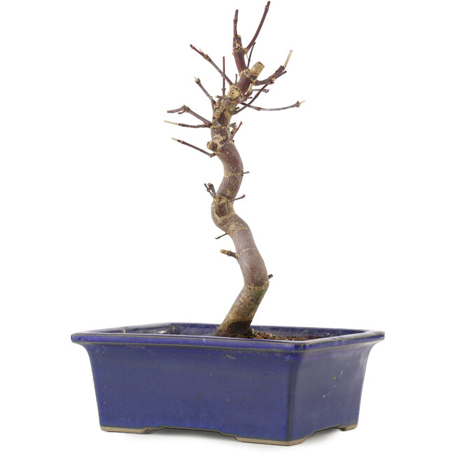 Acer palmatum Deshojo, 21,5 cm, ± 5 Jahre alt