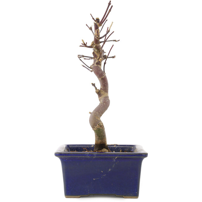 Acer palmatum Deshojo, 21,5 cm, ± 5 ans
