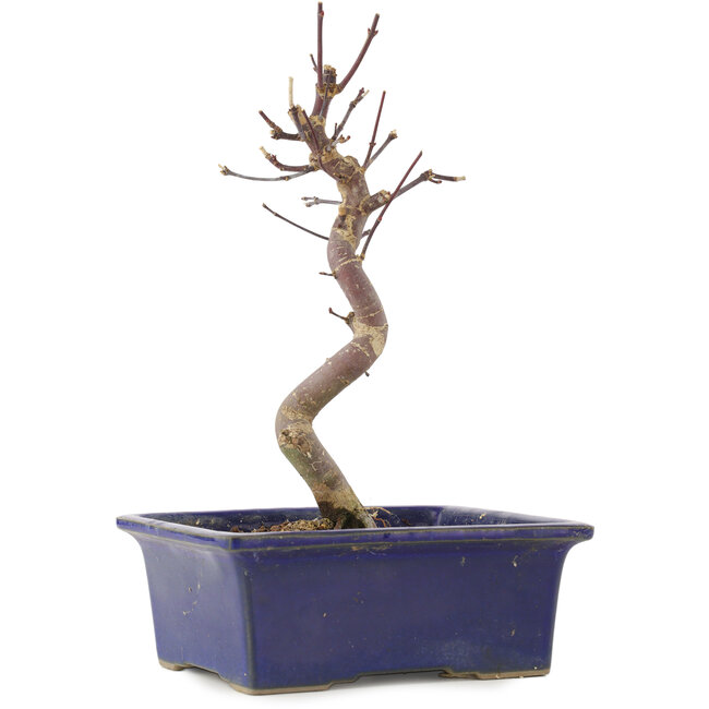 Acer palmatum Deshojo, 21,5 cm, ± 5 jaar oud