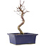 Acer palmatum Deshojo, 21,5 cm, ± 5 years old