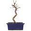 Acer palmatum Deshojo, 21,5 cm, ± 5 jaar oud