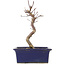 Acer palmatum Deshojo, 21,5 cm, ± 5 Jahre alt