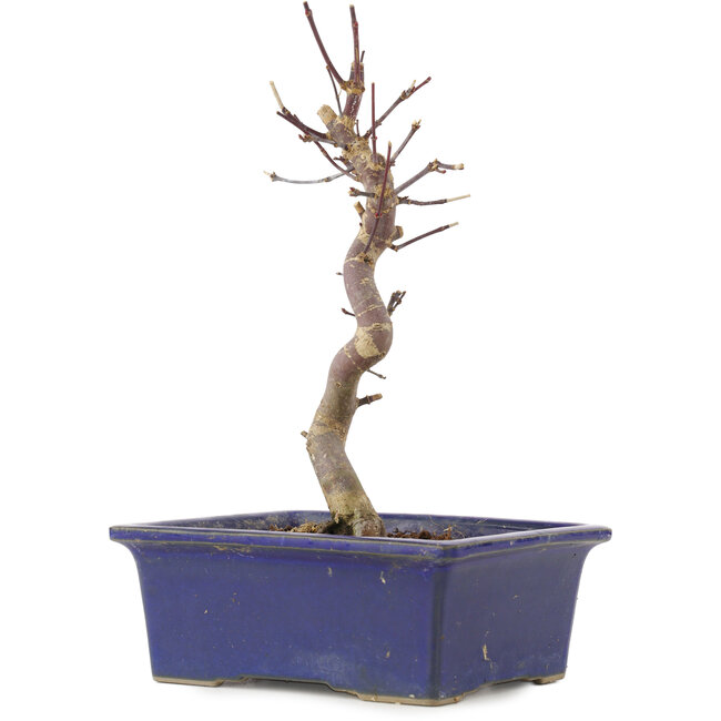 Acer palmatum Deshojo, 21,5 cm, ± 5 años