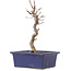 Acer palmatum Deshojo, 21,5 cm, ± 5 jaar oud