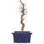 Acer palmatum Deshojo, 21,5 cm, ± 5 ans