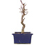 Acer palmatum Deshojo, 21,5 cm, ± 5 years old