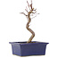 Acer palmatum Deshojo, 21,5 cm, ± 5 anni