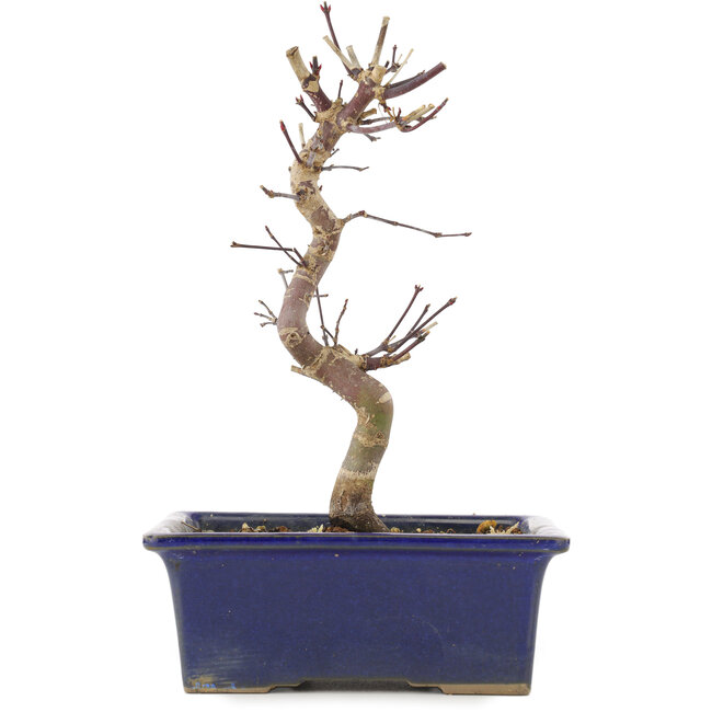 Acer palmatum Deshojo, 21 cm, ± 5 ans