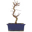 Acer palmatum Deshojo, 21 cm, ± 5 years old