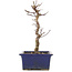 Acer palmatum Deshojo, 21 cm, ± 5 anni