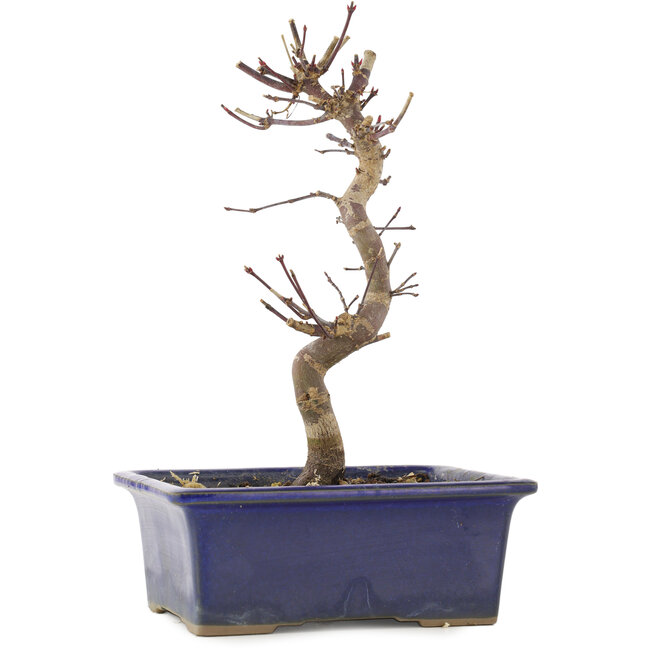 Acer palmatum Deshojo, 21 cm, ± 5 anni