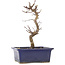 Acer palmatum Deshojo, 21 cm, ± 5 years old