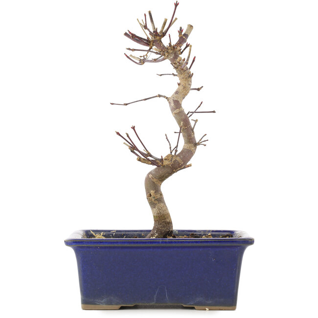 Acer palmatum Deshojo, 21 cm, ± 5 ans