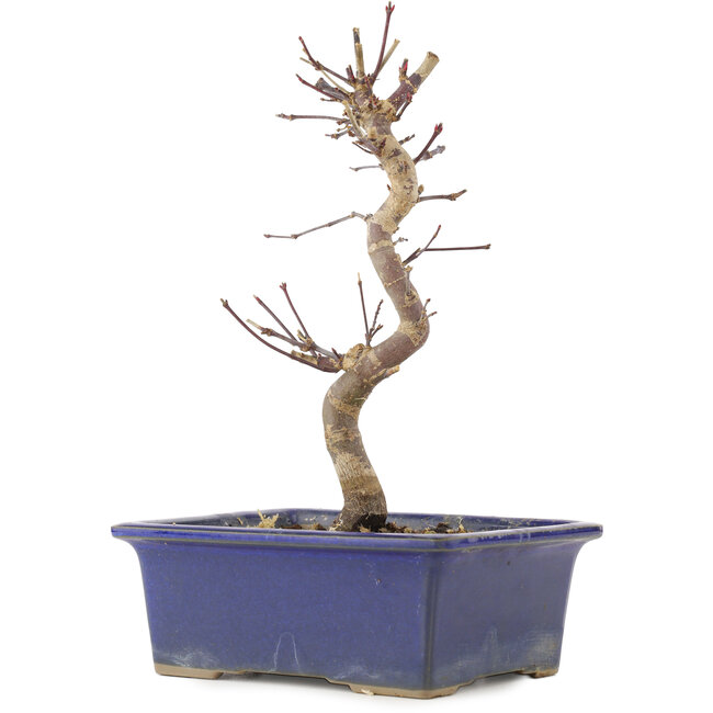 Acer palmatum Deshojo, 21 cm, ± 5 anni