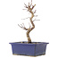 Acer palmatum Deshojo, 21 cm, ± 5 years old