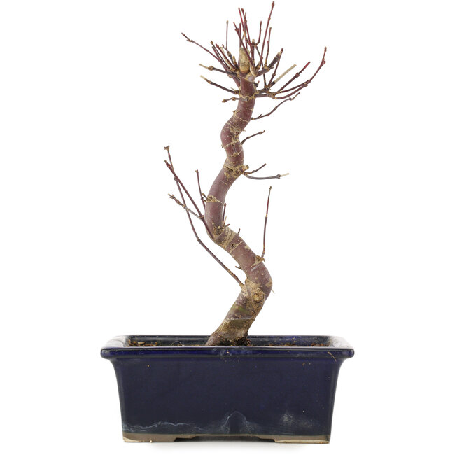 Acer palmatum Deshojo, 22 cm, ± 5 años