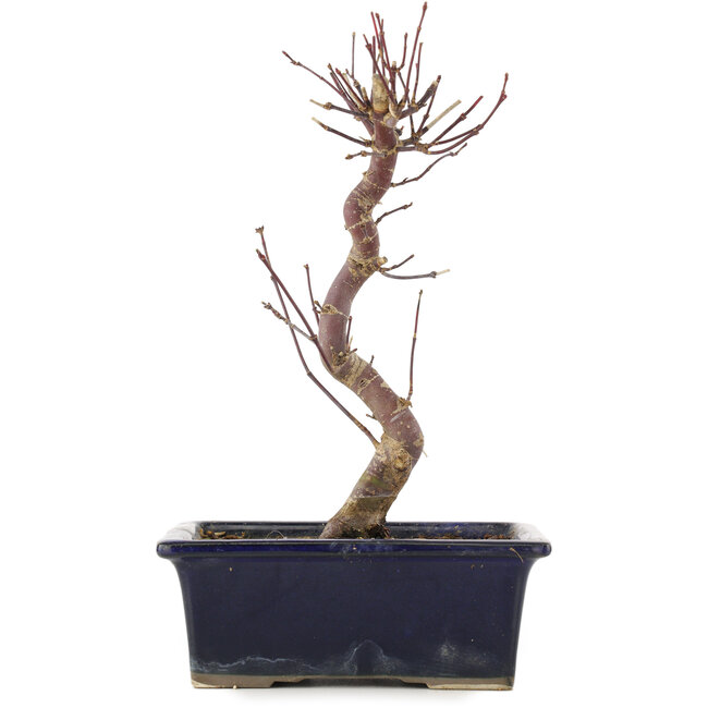 Acer palmatum Deshojo, 22 cm, ± 5 Jahre alt