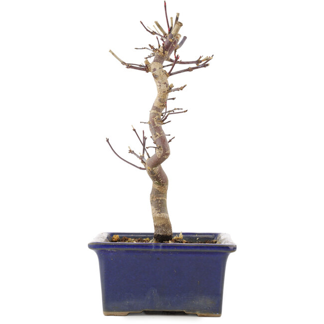 Acer palmatum Deshojo, 21 cm, ± 5 years old