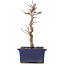 Acer palmatum Deshojo, 21 cm, ± 5 jaar oud