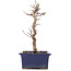 Acer palmatum Deshojo, 21 cm, ± 5 years old