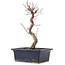 Acer palmatum Deshojo, 22 cm, ± 5 Jahre alt