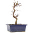 Acer palmatum Deshojo, 21 cm, ± 5 jaar oud