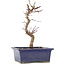 Acer palmatum Deshojo, 21 cm, ± 5 years old