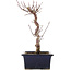 Acer palmatum Deshojo, 22 cm, ± 5 Jahre alt