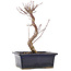 Acer palmatum Deshojo, 22 cm, ± 5 Jahre alt