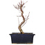 Acer palmatum Deshojo, 22 cm, ± 5 Jahre alt