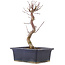 Acer palmatum Deshojo, 22 cm, ± 5 Jahre alt